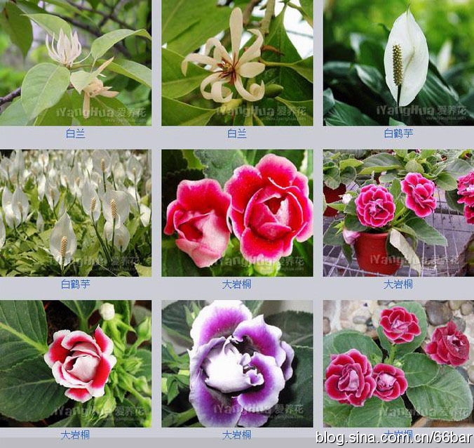 100种鲜花的名字和图片图片