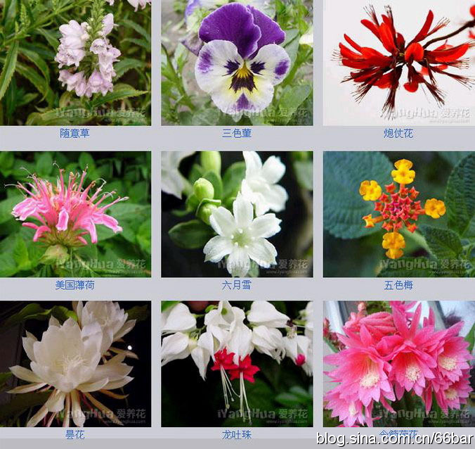 花品种大全名字图片图片