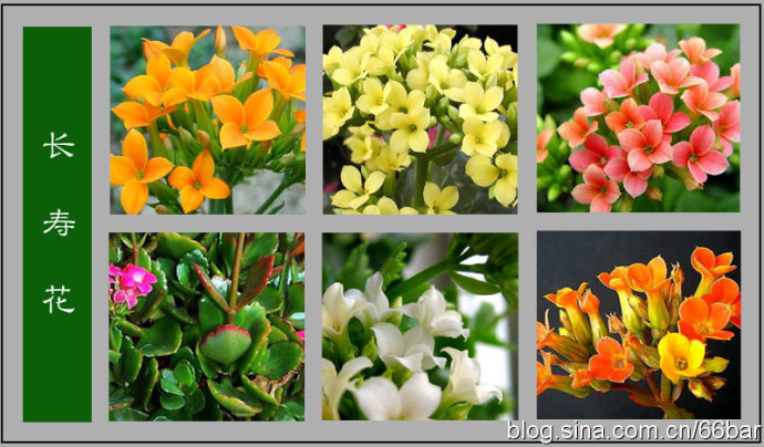 花卉名称大全313种草本木本花卉图片你知道这是什么花么