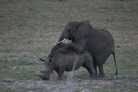 大象pk犀牛图片