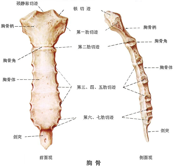 人体九大系统之八运动系统概况
