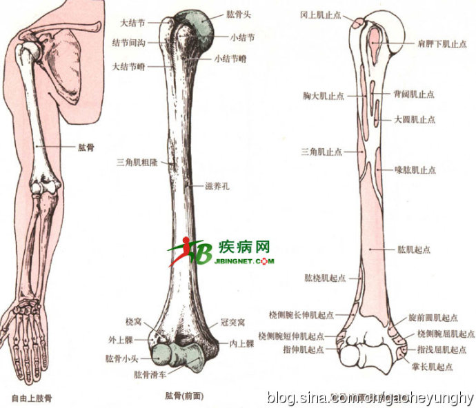 上肢骨的骨性标志图片