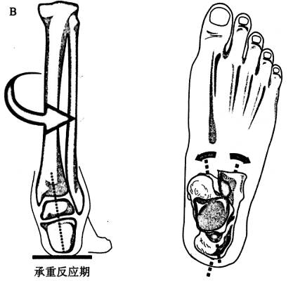 要學步態分析,你必須先知道這2個關節協同運動!(內含視頻講解)