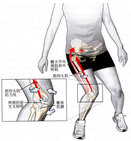 每日一肌髋膝痛伴弹响之阔筋膜张肌