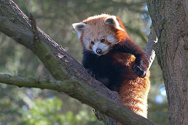 國家重點保護野生動物二類小熊貓