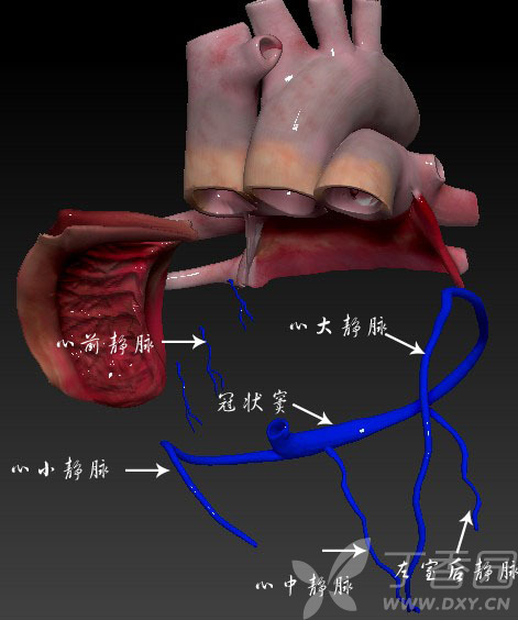 蟲哥說圖系列2心臟的血管解剖動脈篇靜脈篇精華