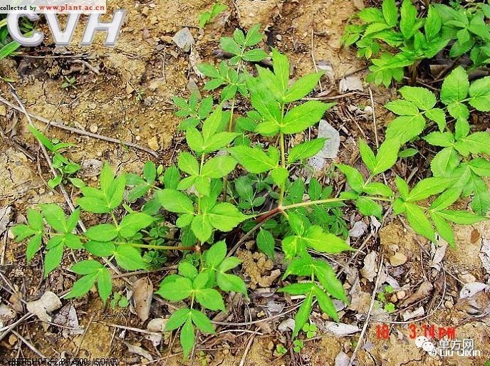 15克,秦艽15克,木瓜20克,当归20克,川芎10克,制川乌15克,制草乌15克