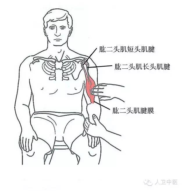 肩關節前面,相當於肱骨結節間溝內,為肱二頭肌腱長頭部位.