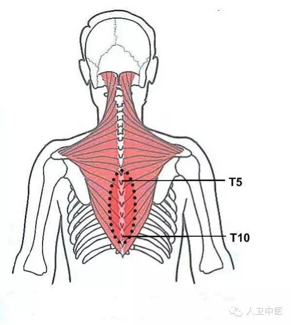 二十三,背部菱形肌壓痛點