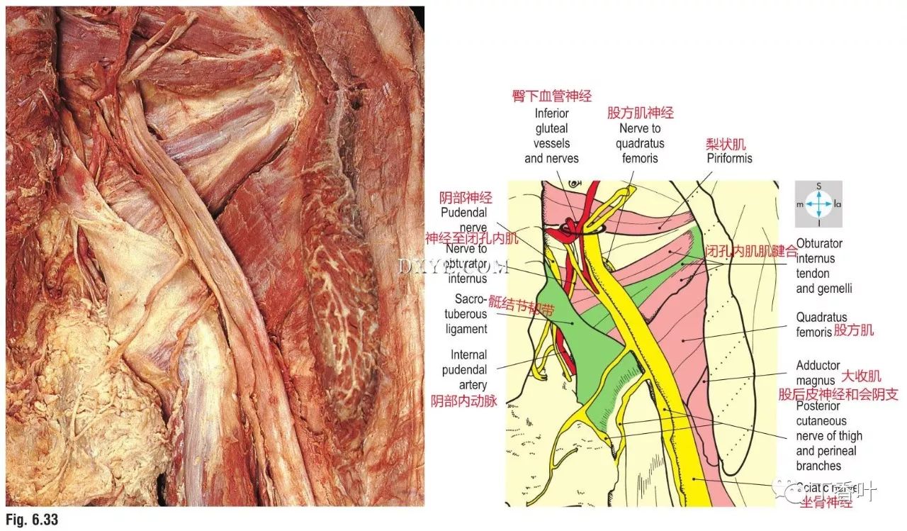 髂筋膜的解剖位置图片