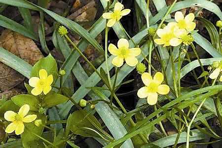 猫爪草,为毛茛科植物小毛茛的干燥块根.51养生网·5小时前