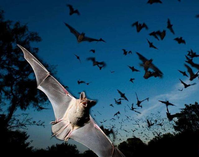 来自蝙蝠的自述——我是"毒王"