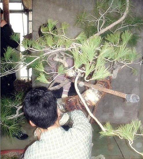 松树的拿弯技术