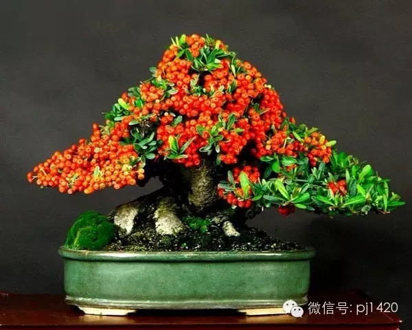 盆景欣赏青枝绿叶果红如火