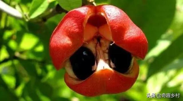 国内外41种不常见的奇葩水果你都知道哪些?吃过哪些?