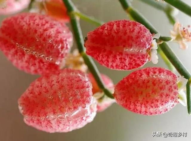 国内外41种不常见的奇葩水果你都知道哪些?吃过哪些?