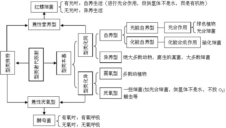 高中生物知識結構圖表上