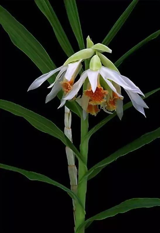 18种珍稀兰花摄影请欣赏