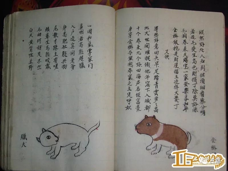 古籍相犬大全全本让你大开眼界