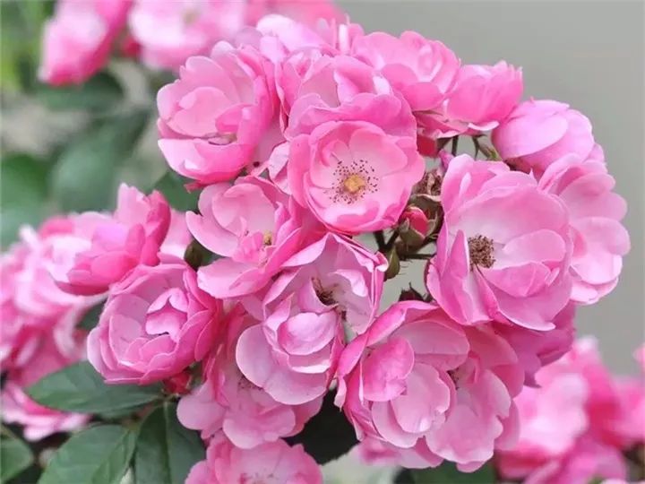 类别:藤本月季. 开花频率:多季节开花. 特点:正红小花,多头群开.