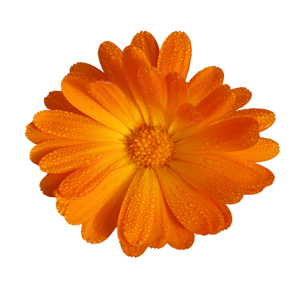 《白色 梨花 紫花 黄花》png免抠图素材(精品珍藏)超多 - 好网角收藏