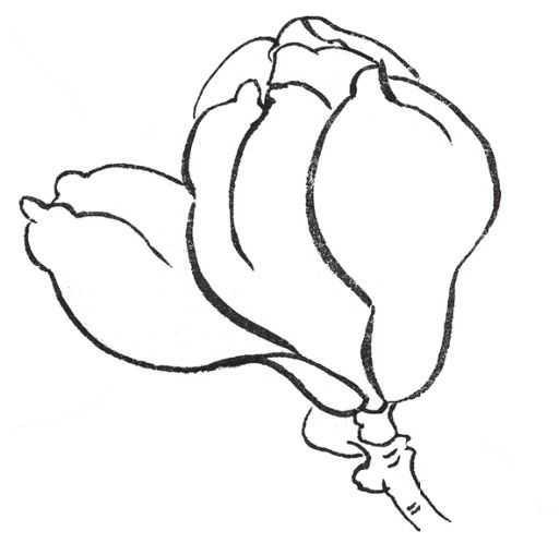 玉兰花的工笔画法分步骤讲解玉兰花工笔画画法简单易学