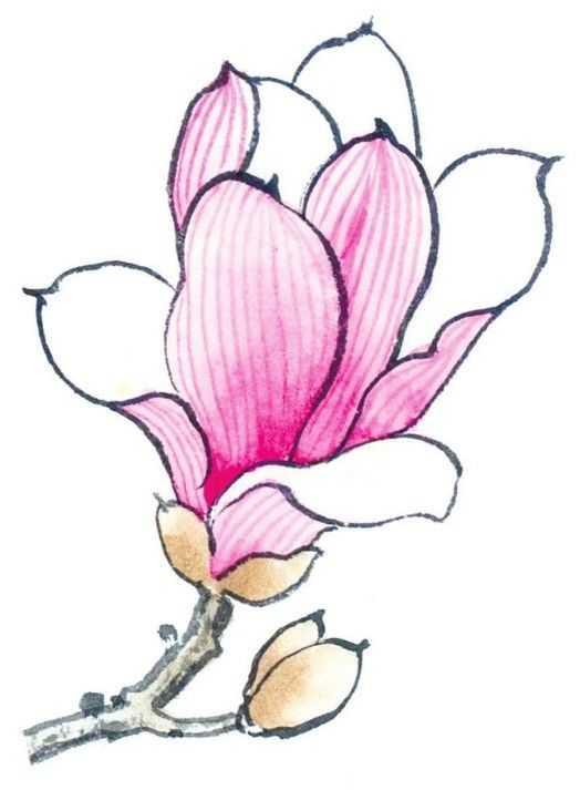 玉兰花的工笔画法分步骤讲解玉兰花工笔画画法简单易学