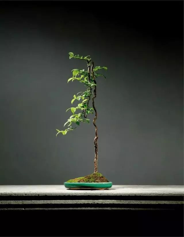 文人树盆景风骨神韵妙不可言