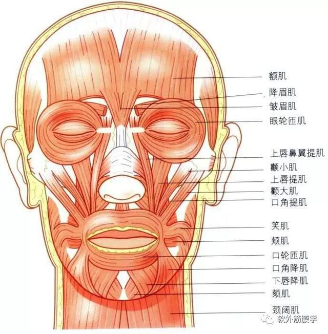 前群有胫骨前肌,趾长伸肌.