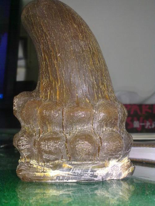 犀牛角植物属仙人掌类