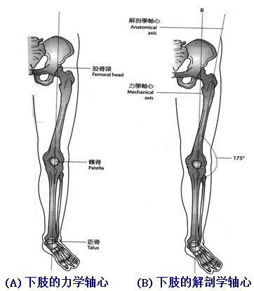 动作轴心膝关节弯曲与伸直的动作轴,是一条穿过股骨踝的水平线,关节的