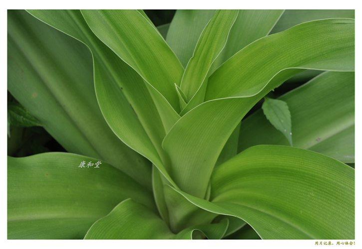 海南常见植物认种四