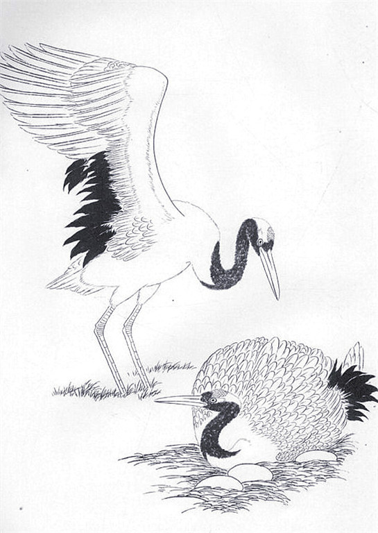 名家白描花鸟之仙鹤篇