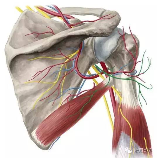 每日一肌第十讲---小圆肌