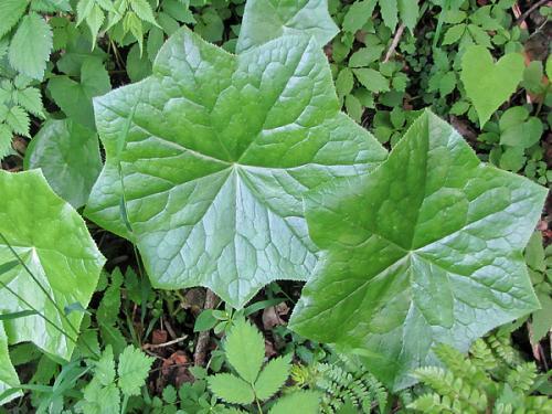 農村深山這種植物被神農命名江邊一碗水神農四寶之一