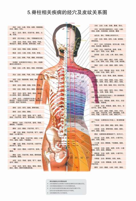 脊柱对应的内脏反射区图片