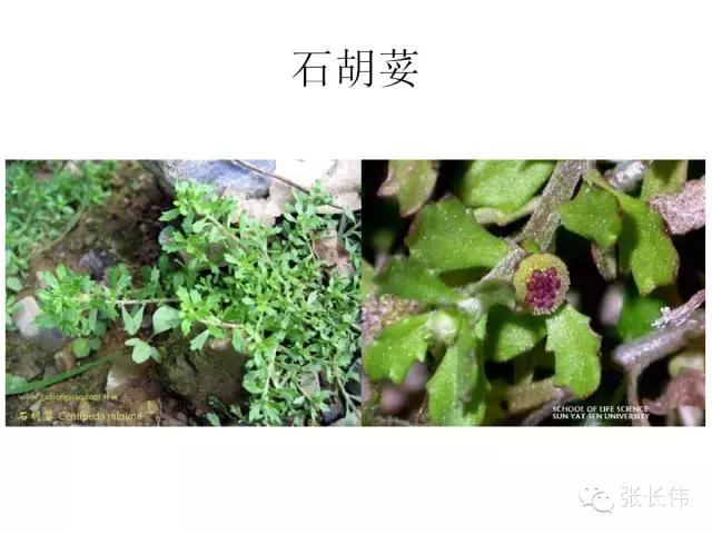 史上最全杂草图谱你认识多少