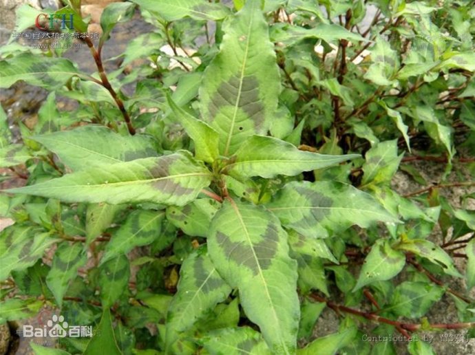 罗柱叶下风图特别重申:本篇文档资料为 "好网角收藏夹" 注册用户(收藏