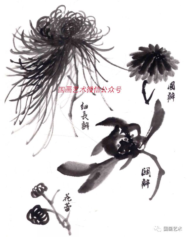 图文教程:写意墨菊画法