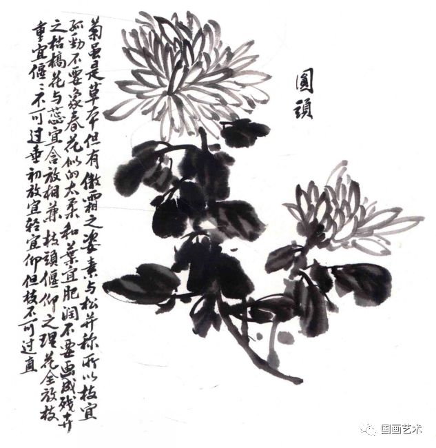 图文教程:写意墨菊画法