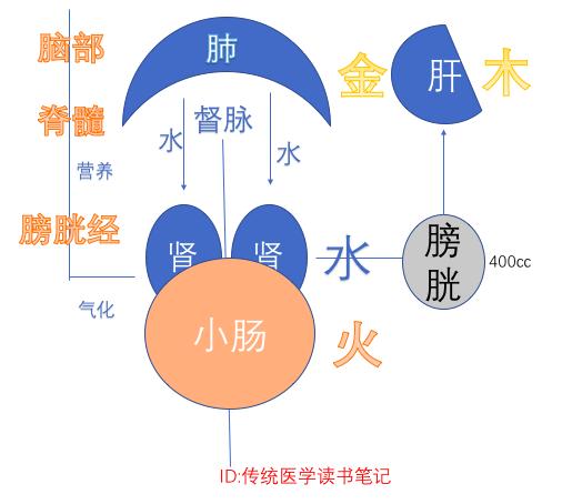 西医不懂为啥中医眼里人体是这样运行的不了解没法治病