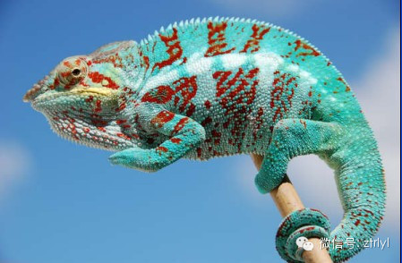 七彩变色龙分类详解超高清美图