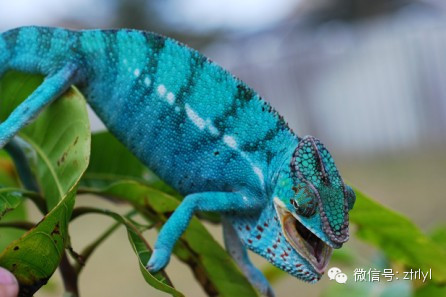 七彩变色龙分类详解【超高清美图】