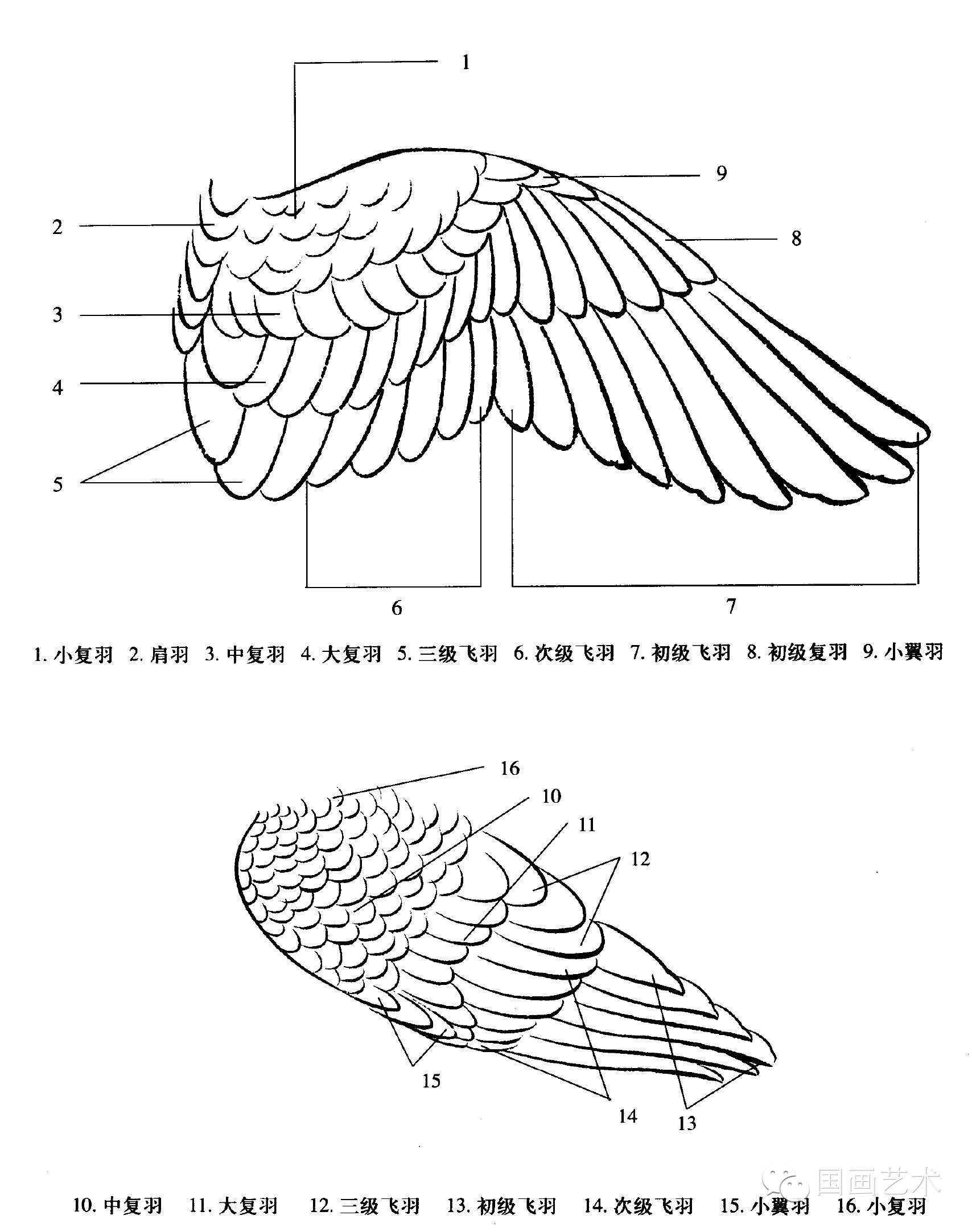 羽翅结构