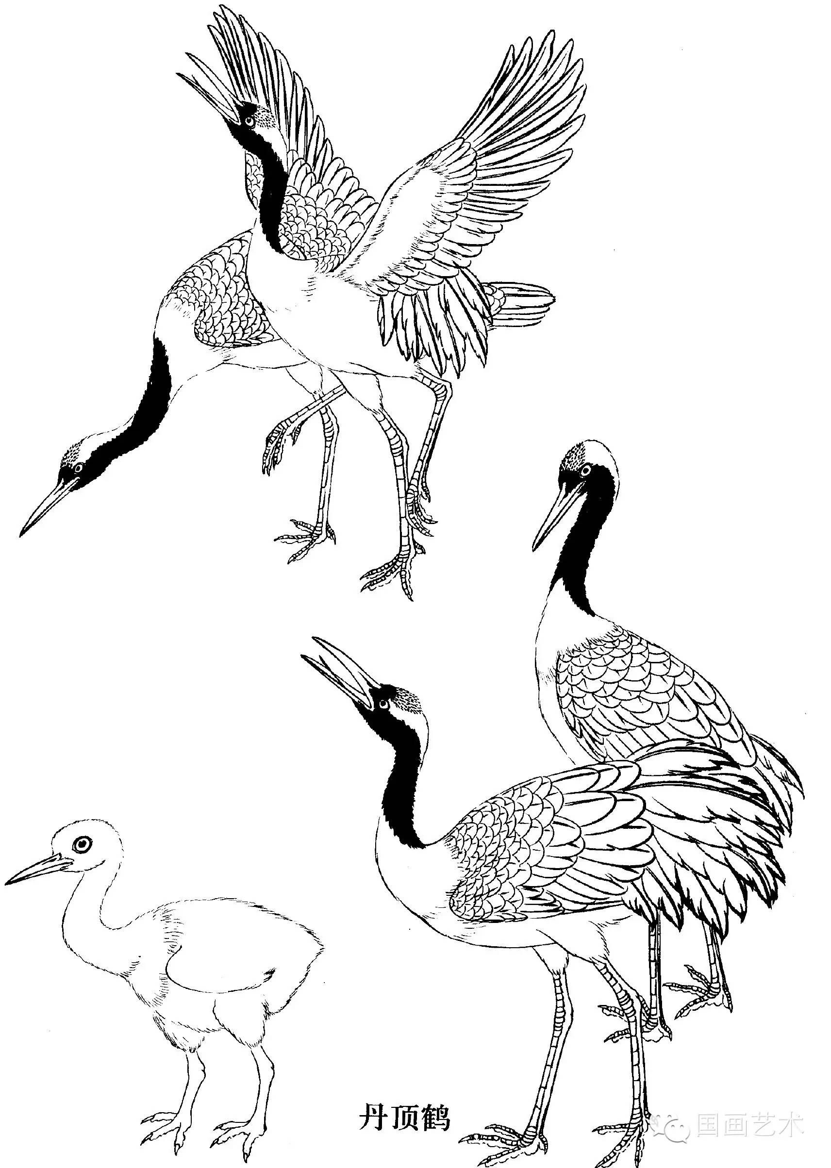 【教程】工笔水禽画法与线描画谱