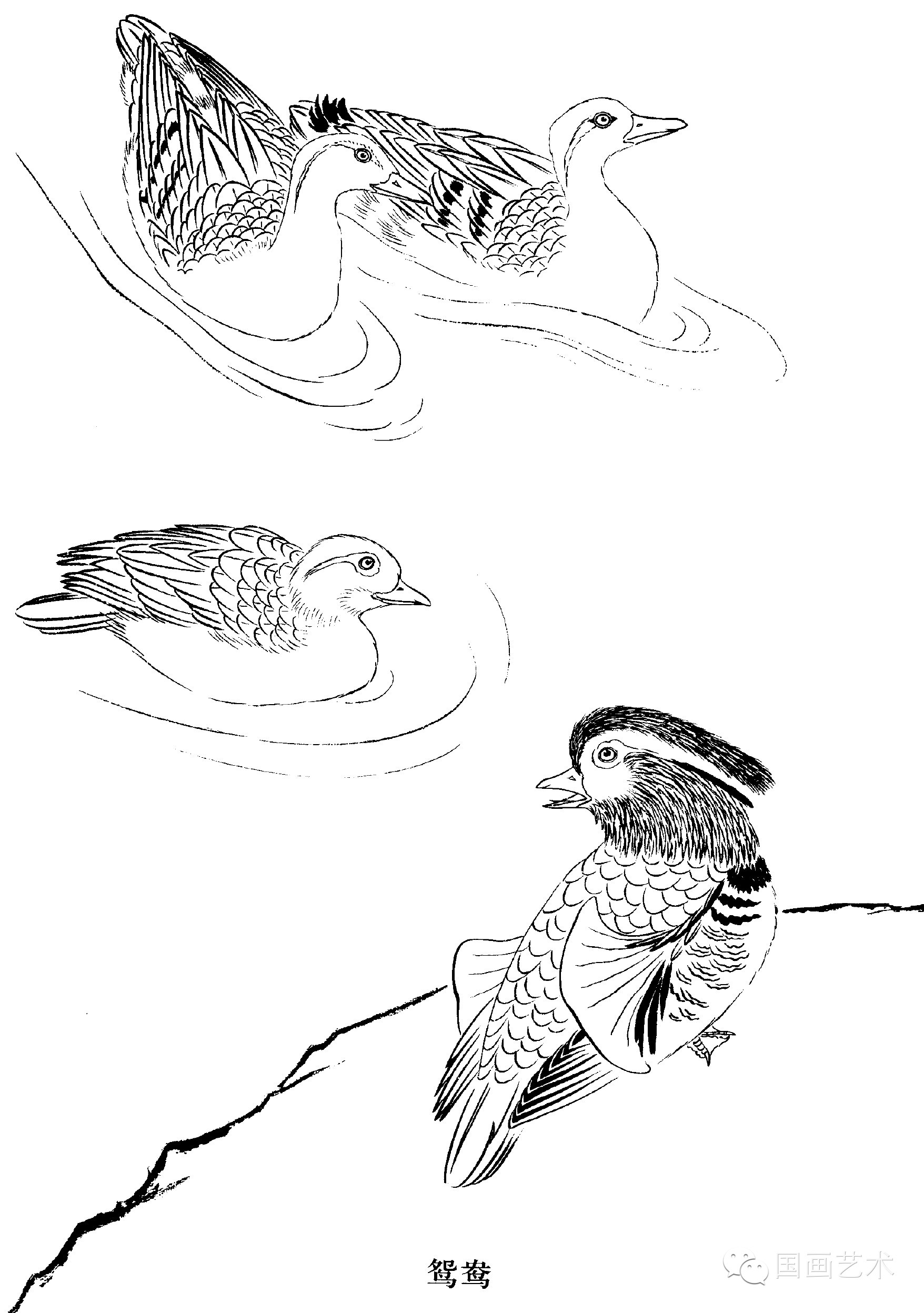 【教程】工笔水禽画法与线描画谱