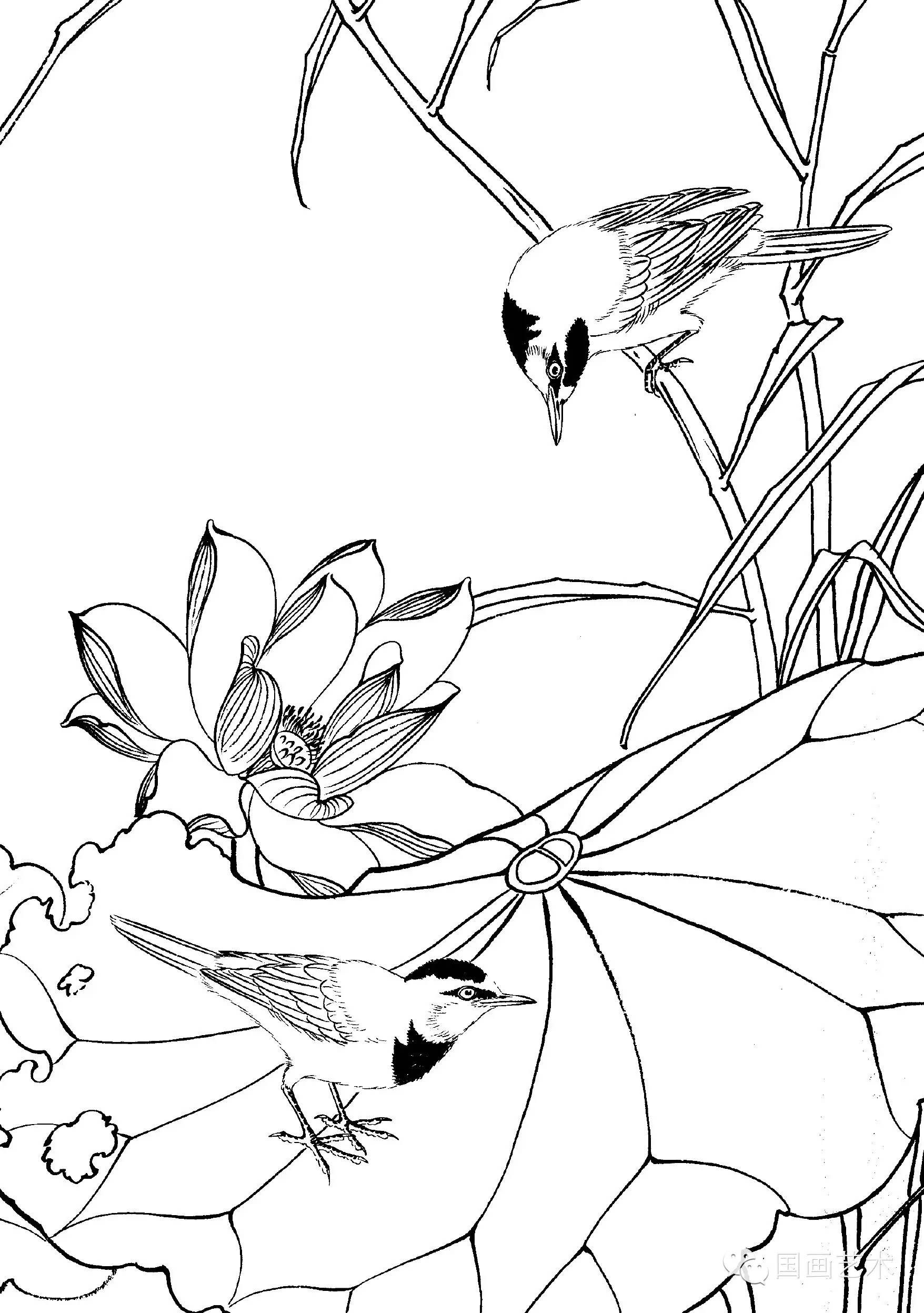 【教程】工笔水禽画法与线描画谱