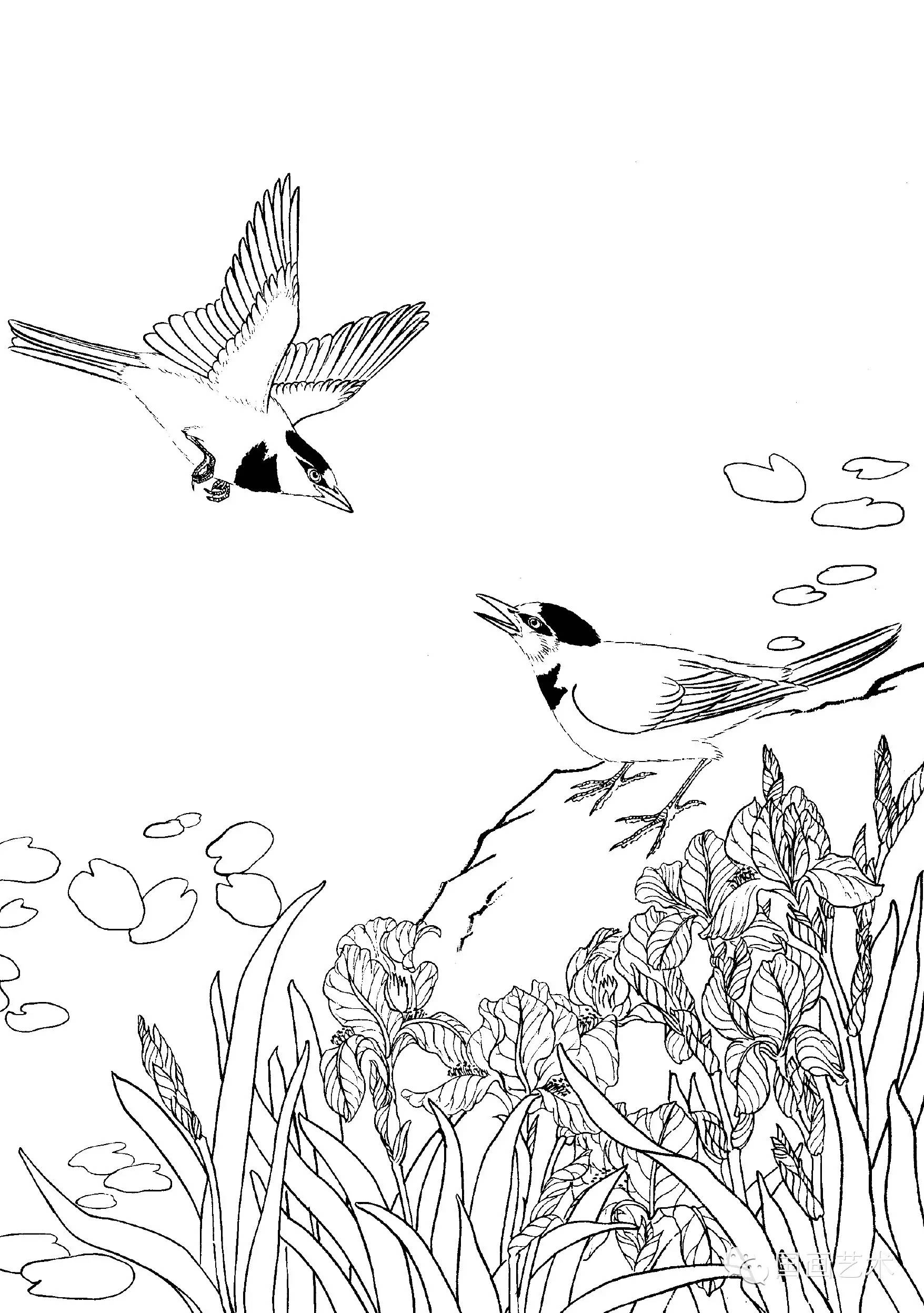 【教程】工笔水禽画法与线描画谱