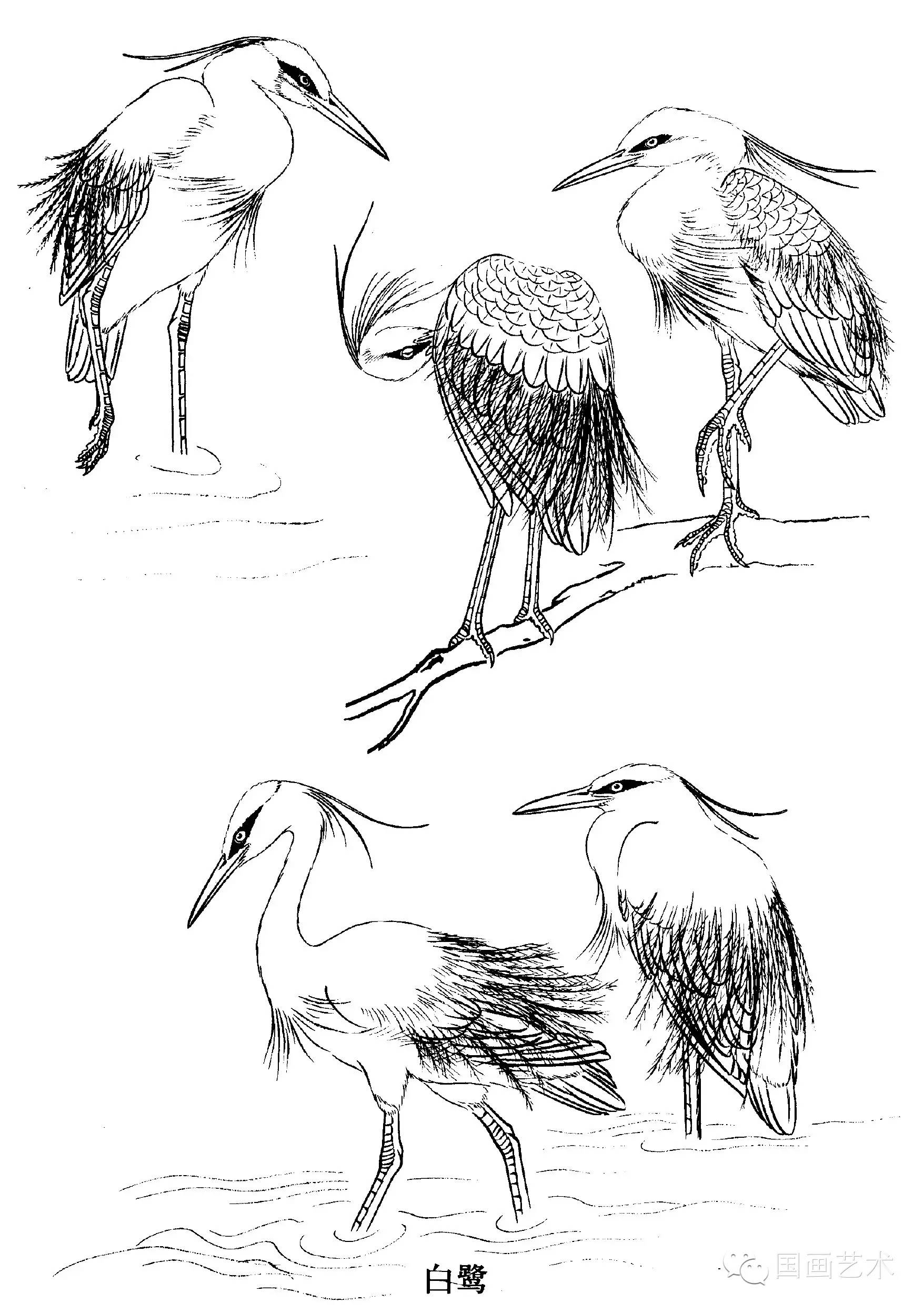 【教程】工笔水禽画法与线描画谱