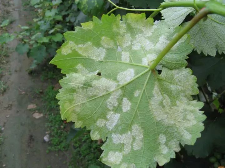 太全了葡萄病虫害图谱整理14病害8虫害